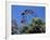 View of the Giant Prater Ferris Wheel Above Chestnut Trees in Bloom, Vienna, Austria-Richard Nebesky-Framed Photographic Print