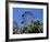 View of the Giant Prater Ferris Wheel Above Chestnut Trees in Bloom, Vienna, Austria-Richard Nebesky-Framed Photographic Print