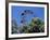 View of the Giant Prater Ferris Wheel Above Chestnut Trees in Bloom, Vienna, Austria-Richard Nebesky-Framed Photographic Print