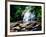 View of the Helton Creek Falls, Chattahoochee-Oconee National Forest, Georgia, USA-null-Framed Photographic Print