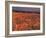 View of the Hoodoos or Eroded Rock Formations in Bryce Amphitheater, Bryce Canyon National Park-Dennis Flaherty-Framed Photographic Print