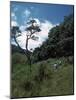 View of the Horton Plains Nature Reserve-CM Dixon-Mounted Photographic Print