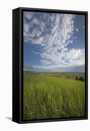 View of the Palouse from grassy hillside near Farmington, Washington State.-Alan Majchrowicz-Framed Premier Image Canvas