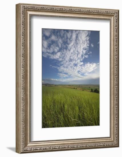 View of the Palouse from grassy hillside near Farmington, Washington State.-Alan Majchrowicz-Framed Photographic Print