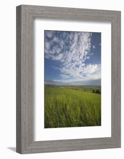 View of the Palouse from grassy hillside near Farmington, Washington State.-Alan Majchrowicz-Framed Photographic Print