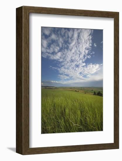 View of the Palouse from grassy hillside near Farmington, Washington State.-Alan Majchrowicz-Framed Photographic Print