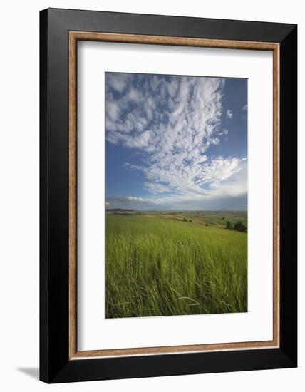 View of the Palouse from grassy hillside near Farmington, Washington State.-Alan Majchrowicz-Framed Photographic Print