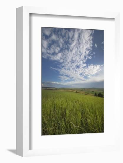 View of the Palouse from grassy hillside near Farmington, Washington State.-Alan Majchrowicz-Framed Photographic Print