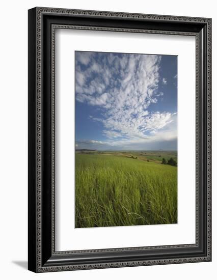 View of the Palouse from grassy hillside near Farmington, Washington State.-Alan Majchrowicz-Framed Photographic Print