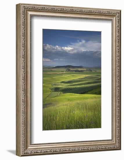 View of the Palouse from grassy hillside near Farmington, Washington State.-Alan Majchrowicz-Framed Photographic Print