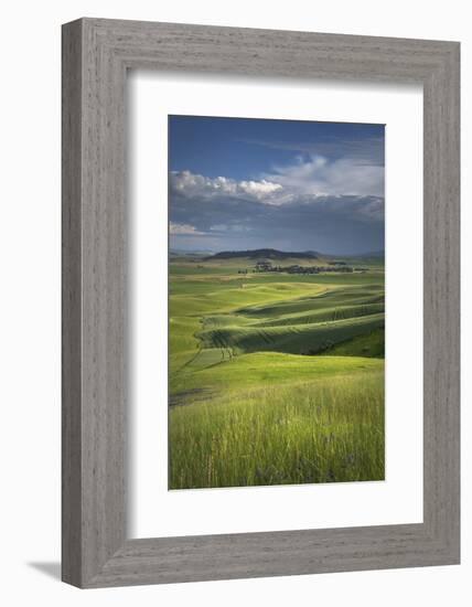 View of the Palouse from grassy hillside near Farmington, Washington State.-Alan Majchrowicz-Framed Photographic Print