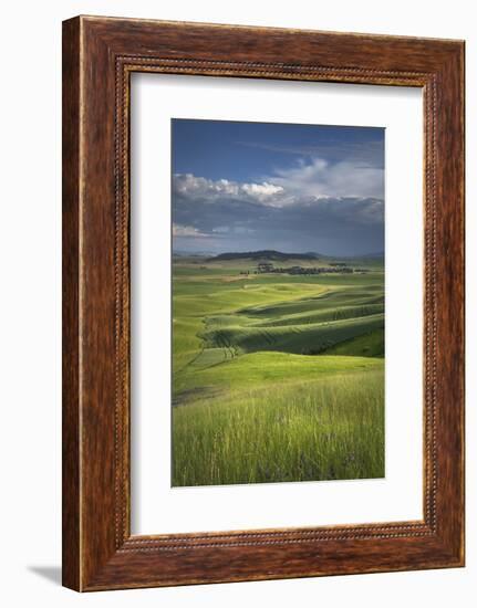 View of the Palouse from grassy hillside near Farmington, Washington State.-Alan Majchrowicz-Framed Photographic Print