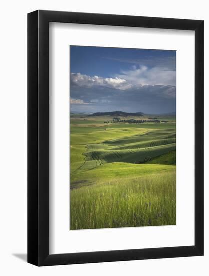 View of the Palouse from grassy hillside near Farmington, Washington State.-Alan Majchrowicz-Framed Photographic Print