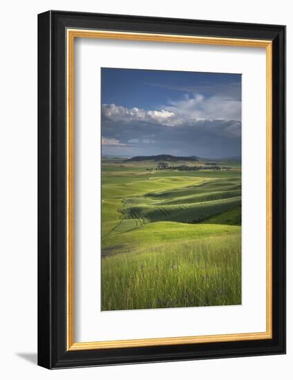 View of the Palouse from grassy hillside near Farmington, Washington State.-Alan Majchrowicz-Framed Photographic Print