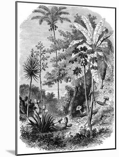 View of the Spanish Main, Guatemala, 1877-null-Mounted Giclee Print