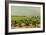 View of the Vineyards, 1880-Henri de Toulouse-Lautrec-Framed Giclee Print