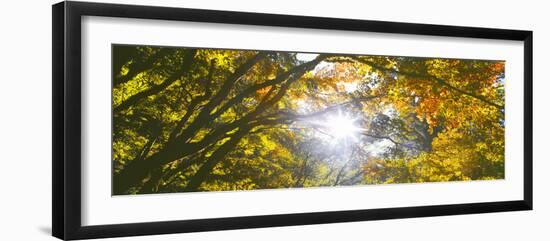 View of tree branches, Hoyt Arboretum, Washington Park, Portland, Oregon, USA-Panoramic Images-Framed Photographic Print