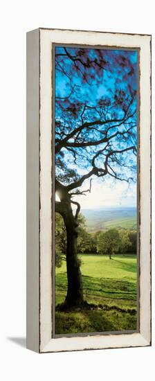 View of tree in valley, Wales-null-Framed Premier Image Canvas