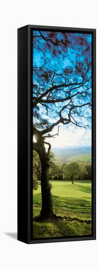 View of tree in valley, Wales-null-Framed Premier Image Canvas