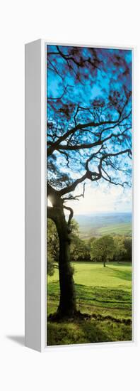 View of tree in valley, Wales-null-Framed Premier Image Canvas
