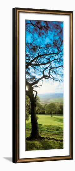View of tree in valley, Wales-null-Framed Photographic Print
