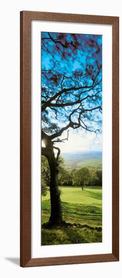 View of tree in valley, Wales-null-Framed Photographic Print