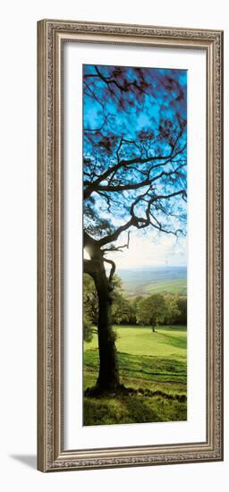 View of tree in valley, Wales-null-Framed Photographic Print