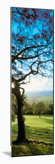 View of tree in valley, Wales-null-Mounted Photographic Print