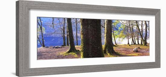 View of trees in a forest, Loch Lomond, Scotland-Panoramic Images-Framed Photographic Print