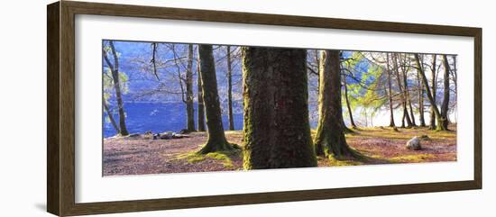 View of trees in a forest, Loch Lomond, Scotland-Panoramic Images-Framed Photographic Print