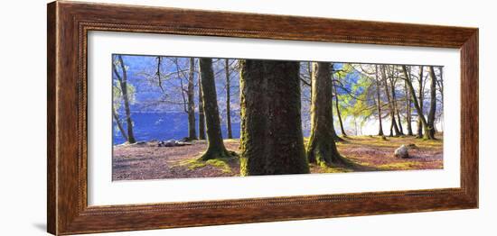 View of trees in a forest, Loch Lomond, Scotland-Panoramic Images-Framed Photographic Print
