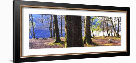 View of trees in a forest, Loch Lomond, Scotland-Panoramic Images-Framed Photographic Print