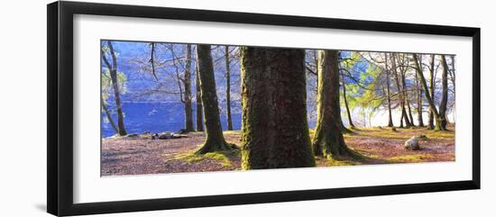 View of trees in a forest, Loch Lomond, Scotland-Panoramic Images-Framed Photographic Print