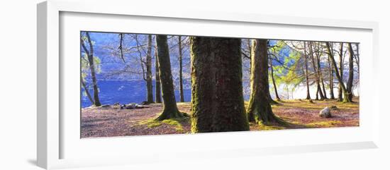 View of trees in a forest, Loch Lomond, Scotland-Panoramic Images-Framed Photographic Print