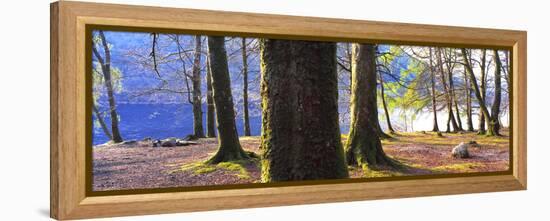 View of trees in a forest, Loch Lomond, Scotland-Panoramic Images-Framed Premier Image Canvas