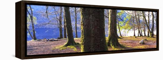 View of trees in a forest, Loch Lomond, Scotland-Panoramic Images-Framed Premier Image Canvas