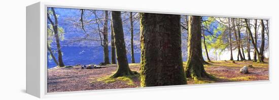 View of trees in a forest, Loch Lomond, Scotland-Panoramic Images-Framed Premier Image Canvas