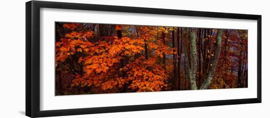 View of Trees in Forest, Great Smoky Mountains National Park, North Carolina, USA-null-Framed Photographic Print