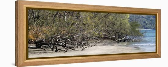 View of Trees on the Beach, Liberia, Guanacaste, Costa Rica-null-Framed Premier Image Canvas