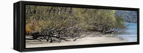 View of Trees on the Beach, Liberia, Guanacaste, Costa Rica-null-Framed Premier Image Canvas