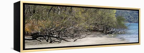 View of Trees on the Beach, Liberia, Guanacaste, Costa Rica-null-Framed Premier Image Canvas