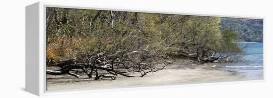 View of Trees on the Beach, Liberia, Guanacaste, Costa Rica-null-Framed Premier Image Canvas