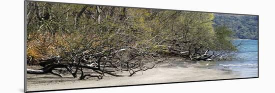 View of Trees on the Beach, Liberia, Guanacaste, Costa Rica-null-Mounted Photographic Print