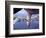 View of USAF B-52 Stratofortress Bomber in Flight-null-Framed Photographic Print