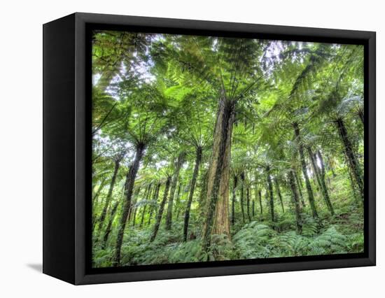 View of Vegetation in Bali Botanical Gardens, Bali, Indonesia-null-Framed Premier Image Canvas