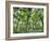 View of Vegetation in Bali Botanical Gardens, Bali, Indonesia-null-Framed Photographic Print