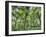 View of Vegetation in Bali Botanical Gardens, Bali, Indonesia-null-Framed Photographic Print