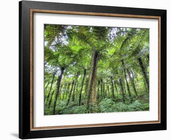 View of Vegetation in Bali Botanical Gardens, Bali, Indonesia-null-Framed Photographic Print