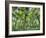 View of Vegetation in Bali Botanical Gardens, Bali, Indonesia-null-Framed Photographic Print