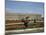 View of Versailles Park Side (Shooting in the 80S)-null-Mounted Giclee Print